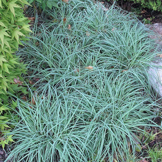 Carex Flacca 'Blue Zinger' - Pepinieres du Plessis - Luzarches