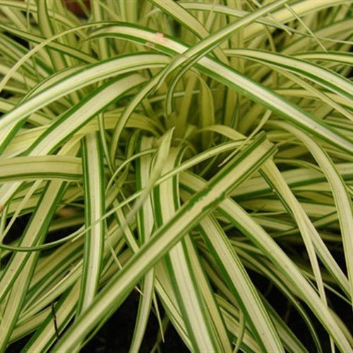 Carex Hachijoensis 'Evergold' - Pepinieres du Plessis - Luzarches