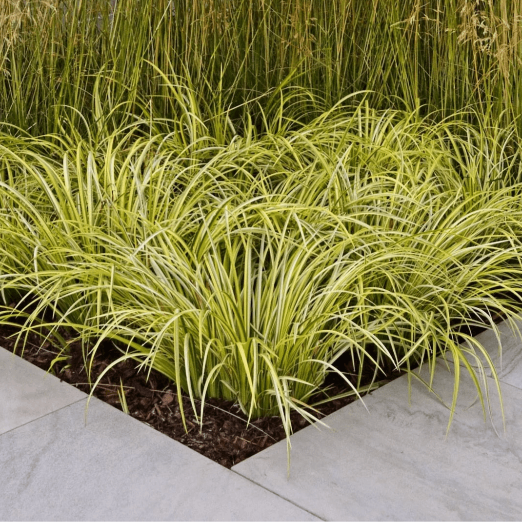 Carex Hachijoensis 'Evergold' - Pepinieres du Plessis - Luzarches
