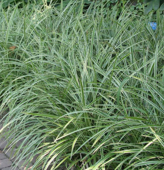 Carex Morrowii 'Ice Dance' - Pepinieres du Plessis - Luzarches