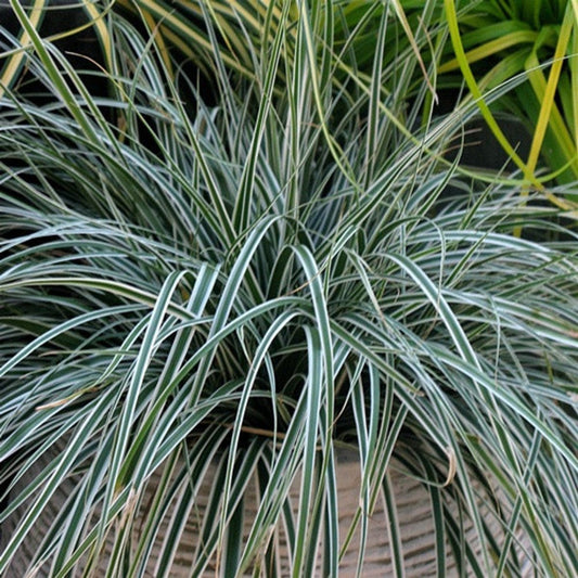 Carex Oshimensis 'Everest' - Pepinieres du Plessis - Luzarches