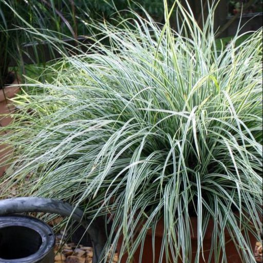 Carex Oshimensis 'Everest' - Pepinieres du Plessis - Luzarches