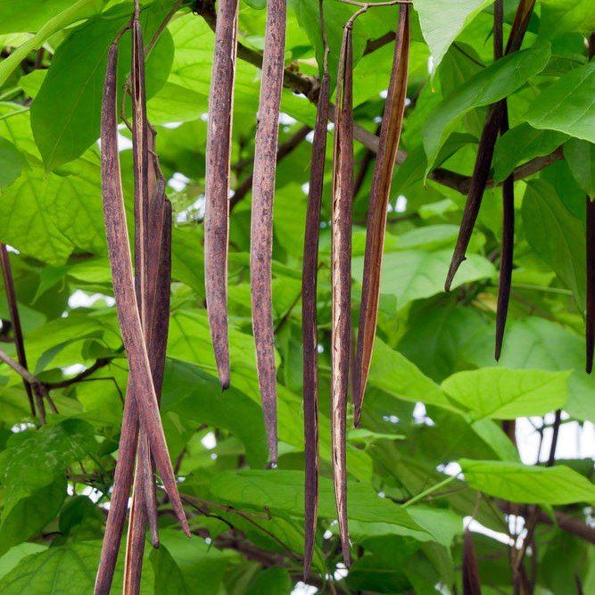 Catalpa commun - Pepinieres du Plessis-Luzarches