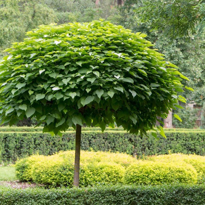 Catalpa commun - Pepinieres du Plessis-Luzarches