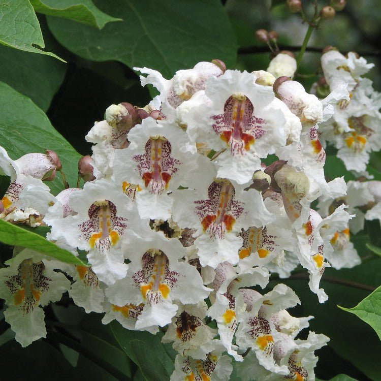 Catalpa commun - Pepinieres du Plessis-Luzarches