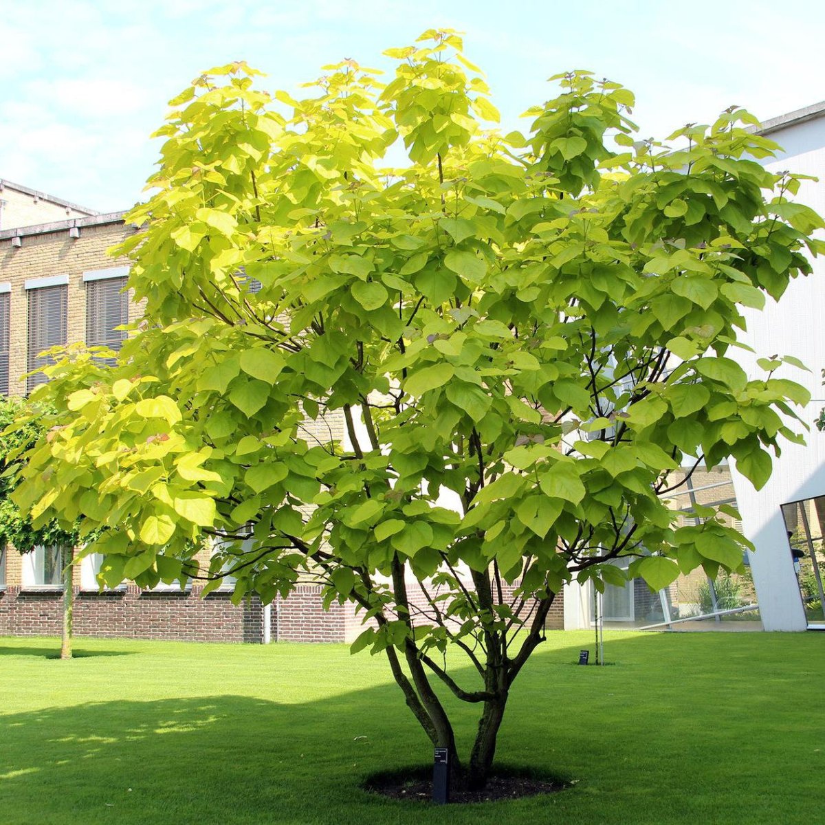 Catalpa doré - Pepinieres du Plessis-Luzarches