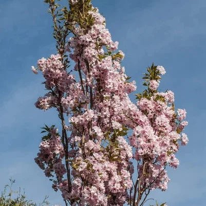 Cerisier à fleurs 'Amanogawa' - Pepinieres du Plessis-Luzarches