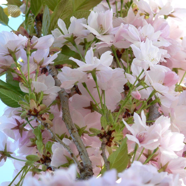 Cerisier à fleurs 'Amanogawa' - Pepinieres du Plessis-Luzarches
