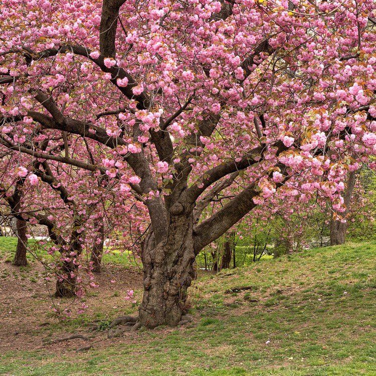 Cerisier à fleurs du Japon - Pepinieres du Plessis-Luzarches