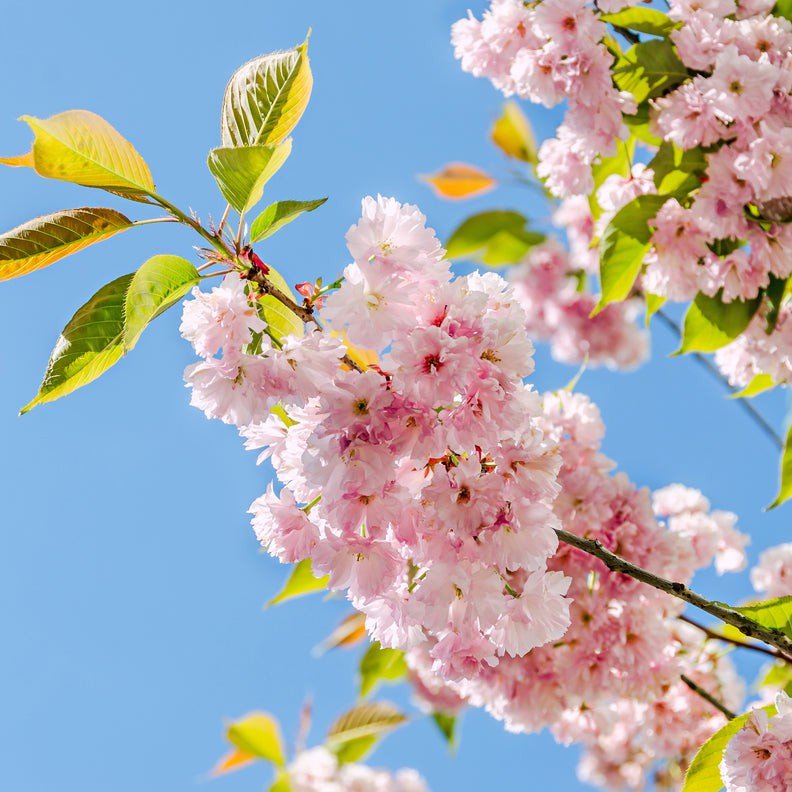 Cerisier à fleurs du Japon - Pepinieres du Plessis-Luzarches
