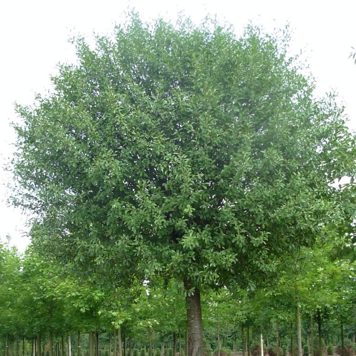 Cerisier à fleurs globuleux ou cerisier du Japon boule - Pepinieres du Plessis-Luzarches