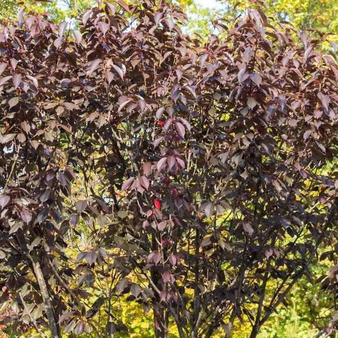 Cerisier à fleurs - Prunier myrobolan ou Prunier de pissard - Pepinieres du Plessis-Luzarches