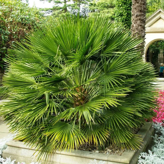 Chamaerops Humilis - Pepinieres du Plessis-Luzarches