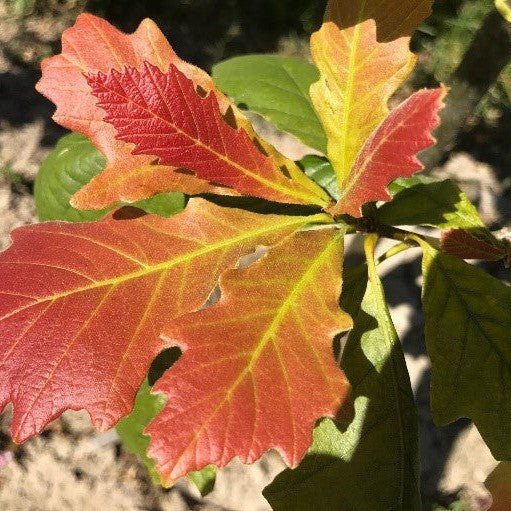 Chêne bicolor - Pepinieres du Plessis-Luzarches