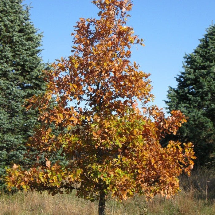 Chêne bicolor - Pepinieres du Plessis-Luzarches
