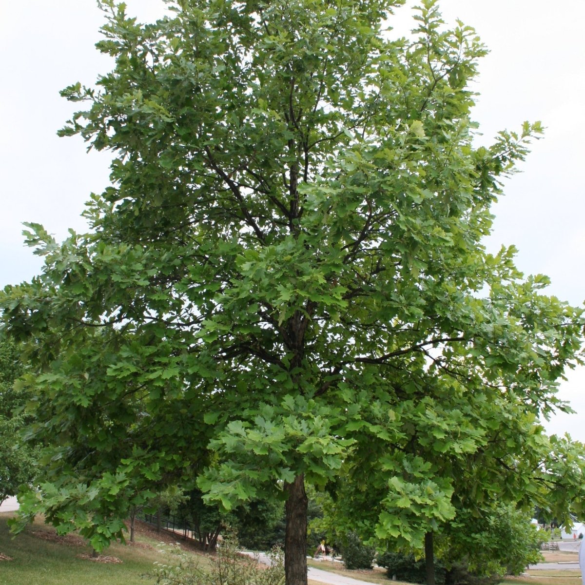 Chêne bicolor - Pepinieres du Plessis-Luzarches