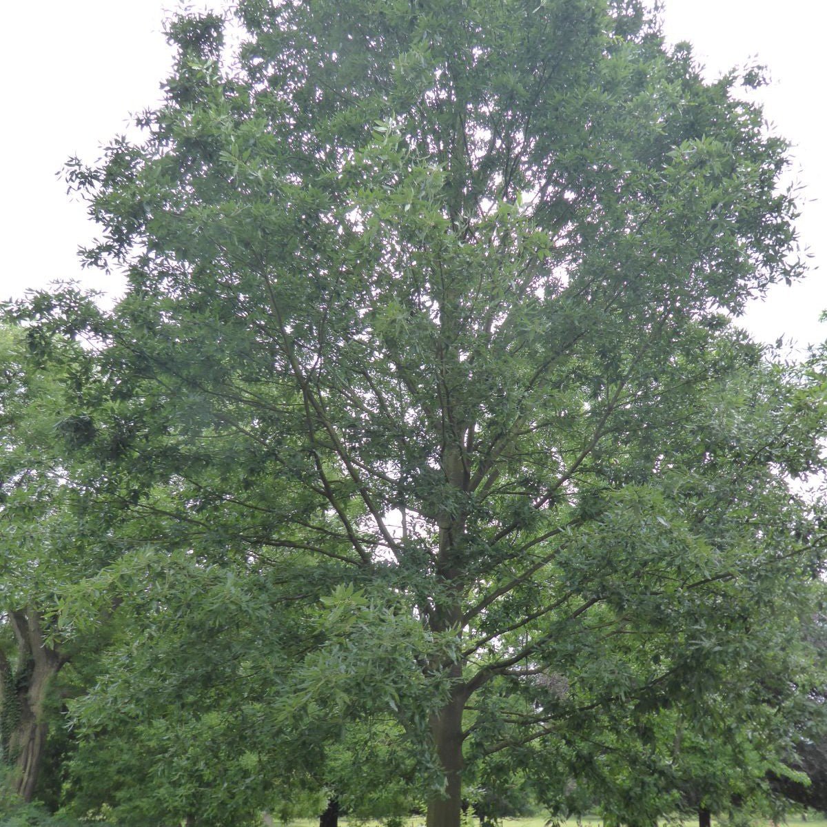 Chêne castaneifolia - Pepinieres du Plessis-Luzarches