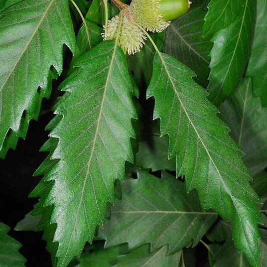 Chêne castaneifolia - Pepinieres du Plessis-Luzarches