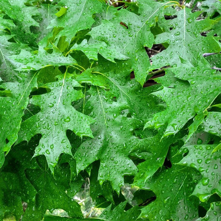 Chêne rouge - Pepinieres du Plessis-Luzarches