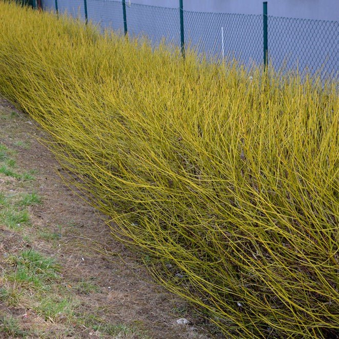 Cornouiller à bois jaune - Pepinieres du Plessis-Luzarches