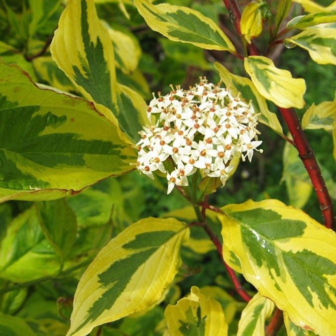 Cornouiller blanc 'Gouchaultii' - Pepinieres du Plessis-Luzarches