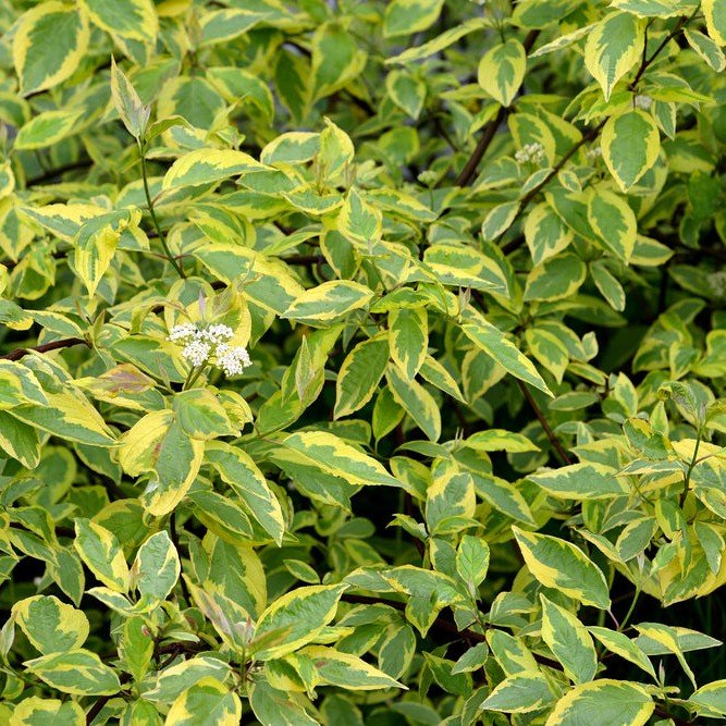 Cornouiller blanc 'Gouchaultii' - Pepinieres du Plessis-Luzarches