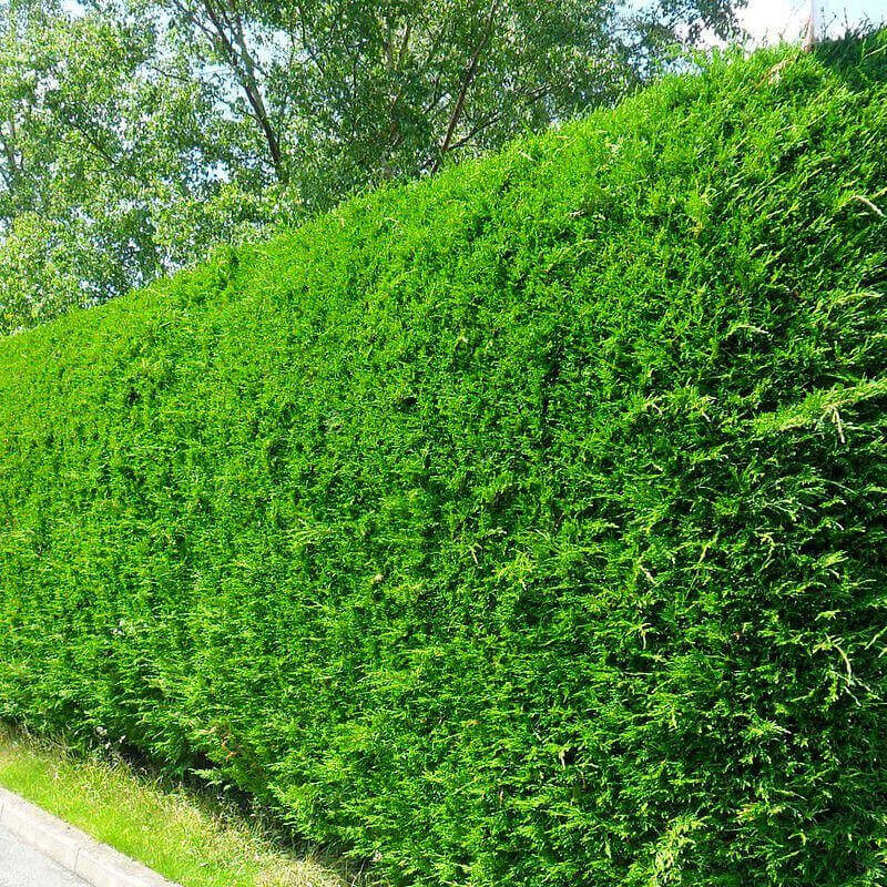 Cupressocyparis Leylandii - Pepinieres du Plessis-Luzarches