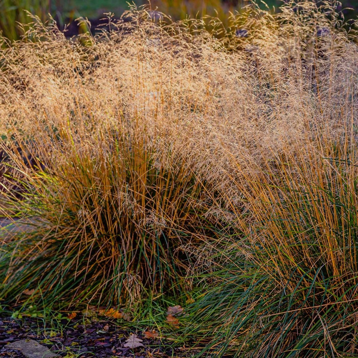 Deschampsia Cespitosa 'Goldschleier' - Pepinieres du Plessis - Luzarches