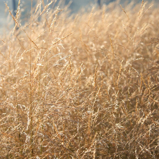 Deschampsia Cespitosa 'Goldschleier' - Pepinieres du Plessis - Luzarches