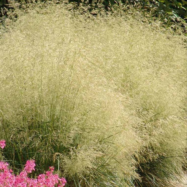 Deschampsia Cespitosa 'Goldtau' - Pepinieres du Plessis - Luzarches