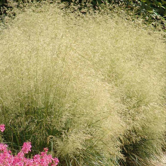 Deschampsia Cespitosa 'Goldtau' - Pepinieres du Plessis - Luzarches