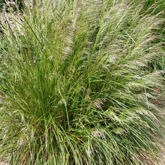 Deschampsia Cespitosa 'Goldtau' - Pepinieres du Plessis - Luzarches