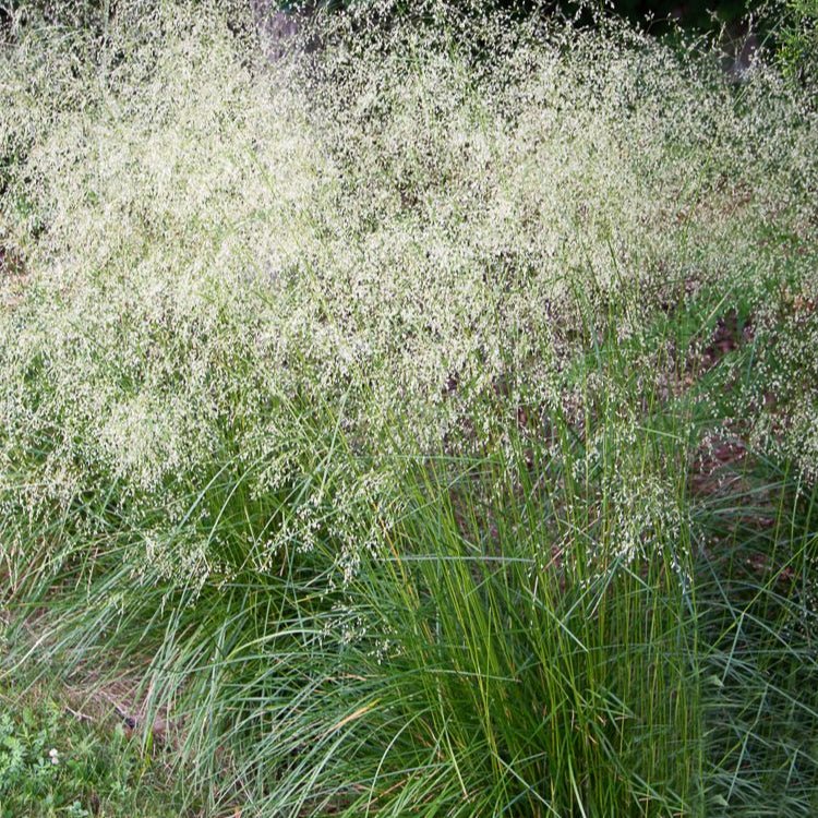 Deschampsia Cespitosa - Pepinieres du Plessis - Luzarches