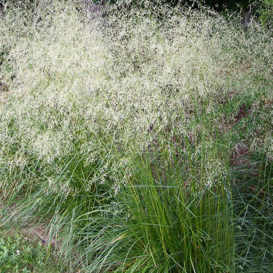 Deschampsia Cespitosa - Pepinieres du Plessis - Luzarches