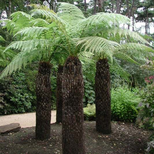 Dicksonia Antartica - Pepinieres du Plessis - Luzarches