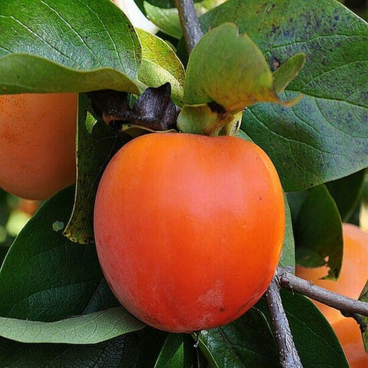 Diospyros kaki - Pepinieres du Plessis-Luzarches