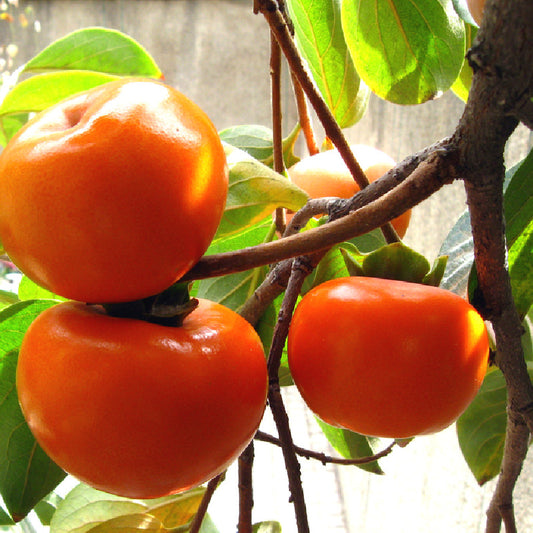 Kaki Muscat