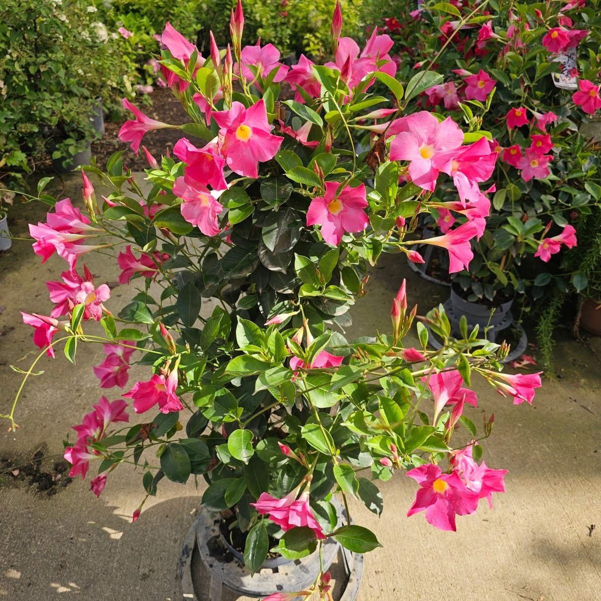 Dipladenia - Pepinieres du Plessis-Luzarches