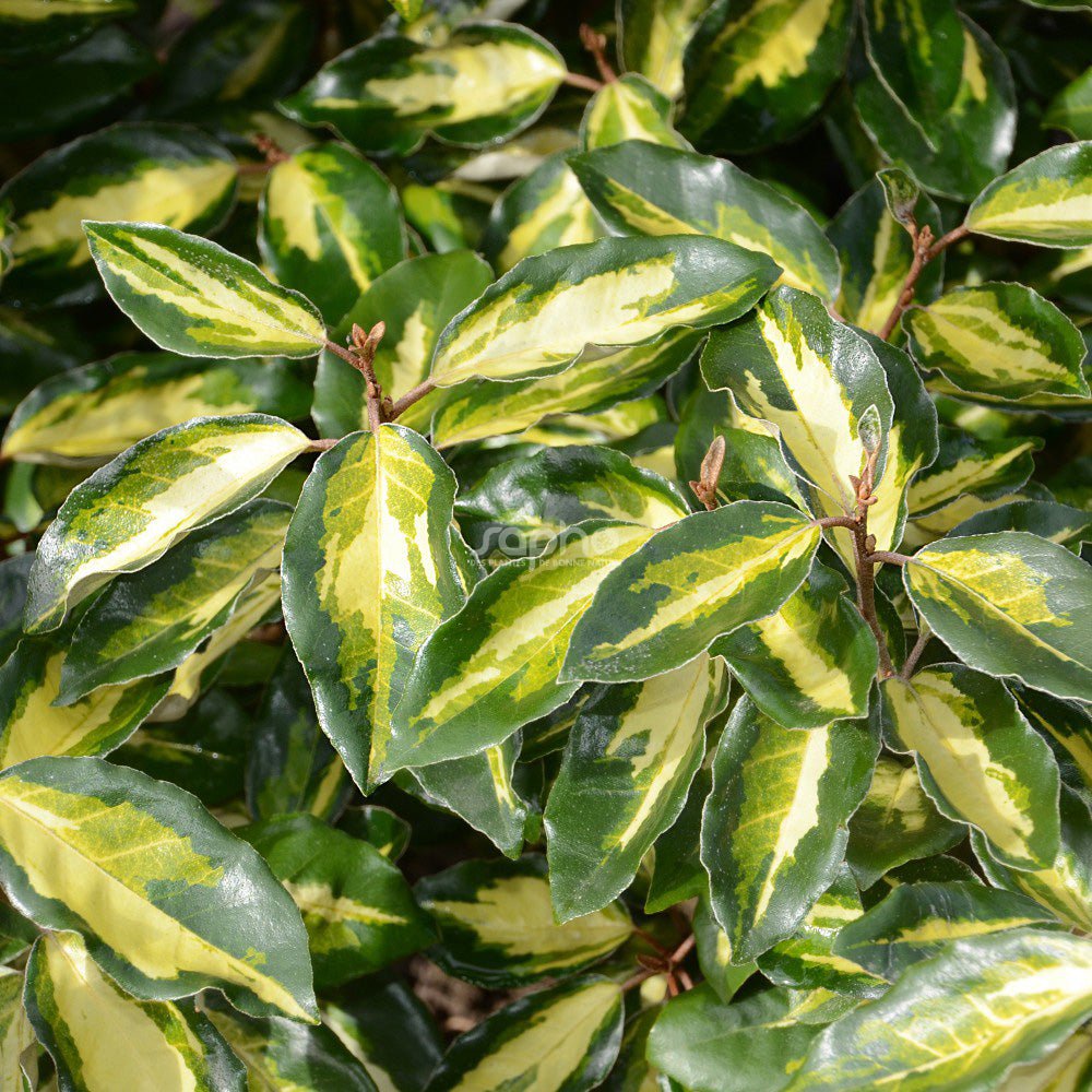 Eleagnus Ebbingei Maryline - Pepinieres du Plessis-Luzarches