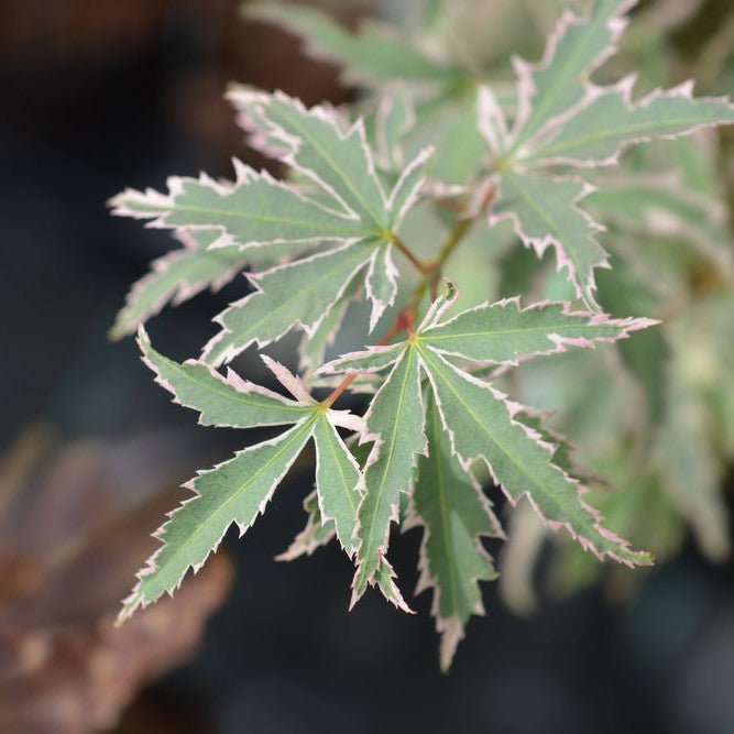 Érable du Japon 'Butterfly' - Pepinieres du Plessis-Luzarches