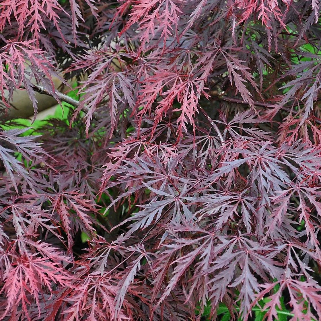 Érable du Japon 'Dissectum Crimson Queen' - Pepinieres du Plessis-Luzarches