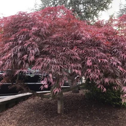Érable du Japon 'Dissectum Crimson Queen' - Pepinieres du Plessis-Luzarches