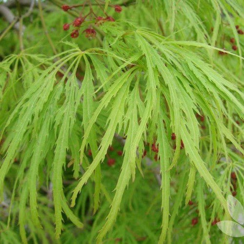 Érable du Japon 'Dissectum Viridis' - Pepinieres du Plessis-Luzarches