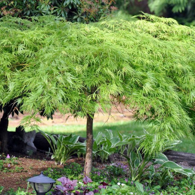 Érable du Japon 'Dissectum Viridis' - Pepinieres du Plessis-Luzarches