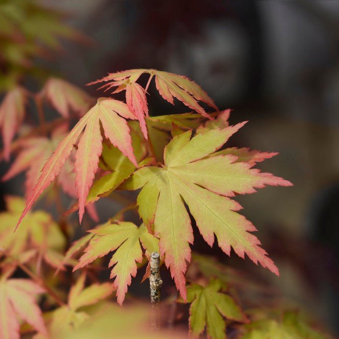 Erable du japon 'Orange Dream' - Pepinieres du Plessis-Luzarches