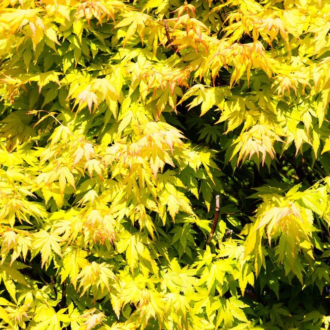 Erable du japon 'Orange Dream' - Pepinieres du Plessis-Luzarches