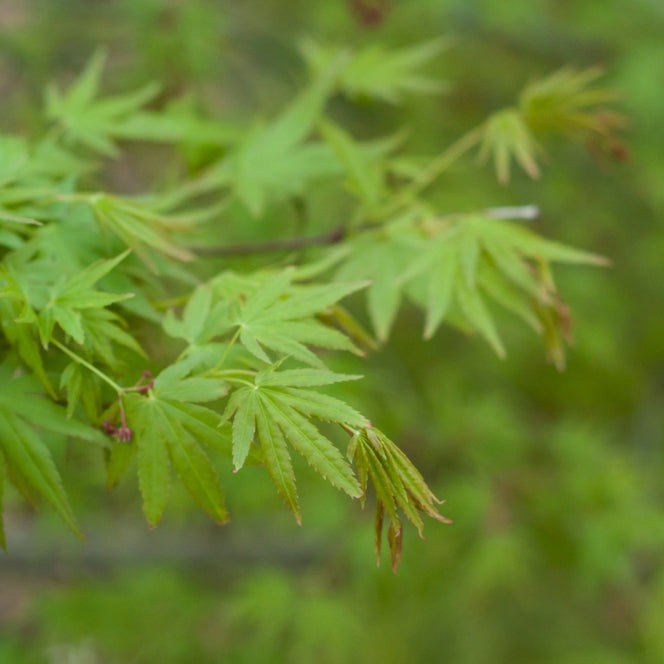 Érable du Japon 'Palmatum' - Pepinieres du Plessis-Luzarches