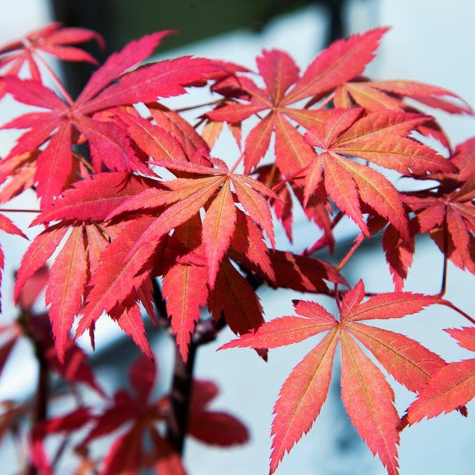 Érable du Japon 'Palmatum' - Pepinieres du Plessis-Luzarches