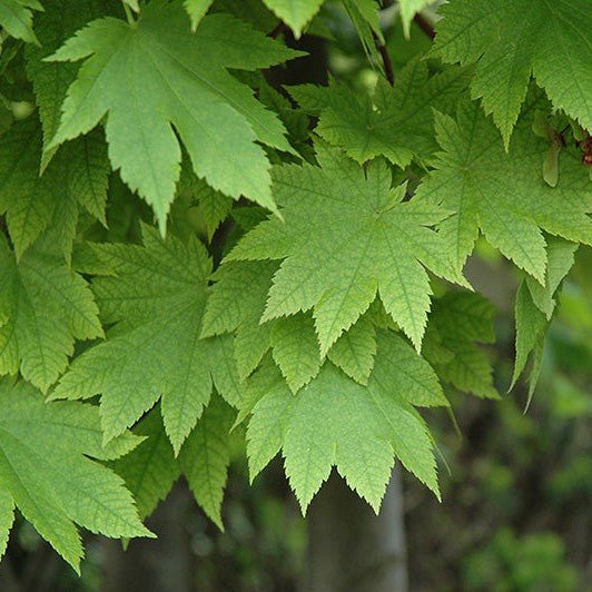Érable du Japon Vitifolium - Pepinieres du Plessis-Luzarches