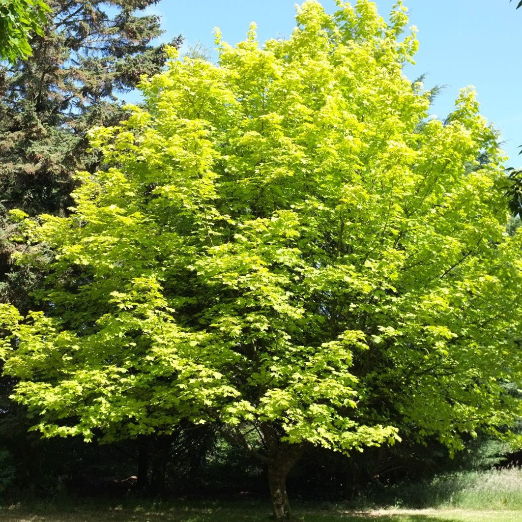 Erable plane 'princeton gold' - Pepinieres du Plessis-Luzarches